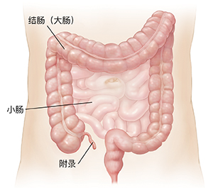 显示小肠和结肠的腹腔轮廓。