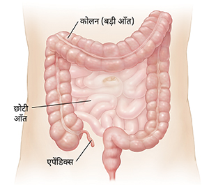 छोटी आँत और कोलन को दर्शाते हुए पेट की रूपरेखा।