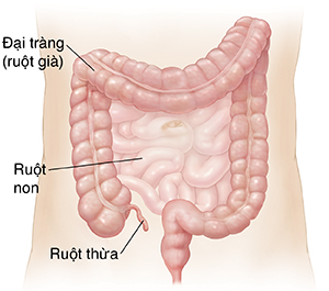 Phác họa về bụng với ruột non và ruột già.