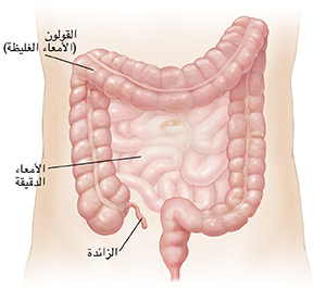 مخطط تفصيلي للبطن يُظهر الأمعاء الدقيقة والقولون.