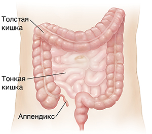 Схема живота с тонкой кишкой и толстой кишкой.