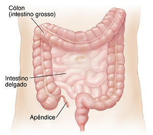 Contorno do abdome mostrando o intestino delgado e o cólon.